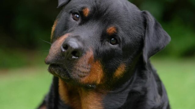 A4k video of a Pedigree Rottweiler dog twisting its head questioning what he is hearing. taken in soft overcast lighting just before a storm