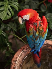 AI-generated illustration of Red And Blue Parrot On Birdbath