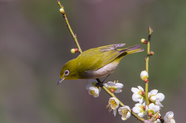 梅の花の蜜を吸いに来たメジロ