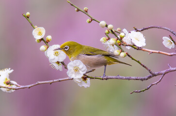 梅の花の蜜を吸いに来たメジロ