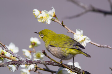 梅の花の蜜を吸いに来たメジロ