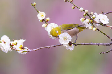 梅の花の蜜を吸いに来たメジロ