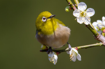 梅の花の蜜を吸いに来たメジロ