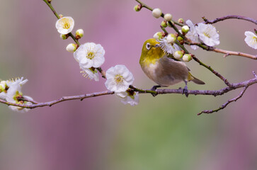 梅の花の蜜を吸いに来たメジロ