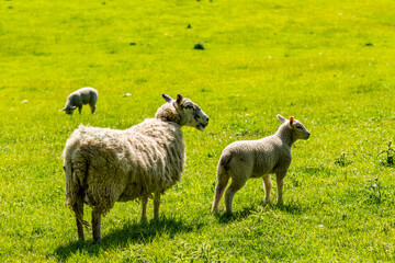 Fototapeta premium Countryside pastoral green spring scenes near Gleneagles, Scotland, UK