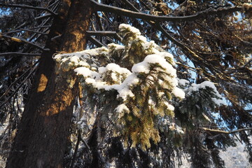 Spruce Picea is a coniferous evergreen tree of the Pine family Pinaceae. Evergreen trees. Common spruce, or Norway spruce Picea abies is widespread in northern Europe. Snowy winter coniferous forest.