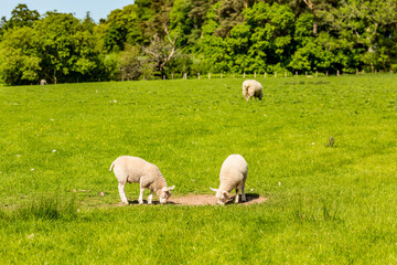 Countryside pastoral green spring scenes near Gleneagles, Scotland, UK