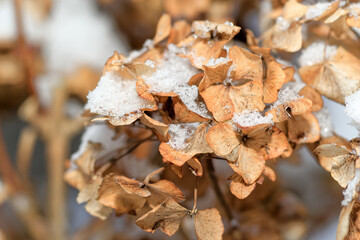 Close-up of a dry snow covered hydrangea flower in winter - 703560102