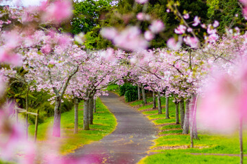 Fototapeta na wymiar Beautiful pink cherry blossom trees sakura flowers