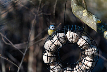 Blue tit at the feeding station