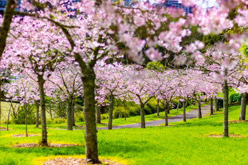 Fototapeta na wymiar Beautiful pink cherry blossom trees sakura flowers