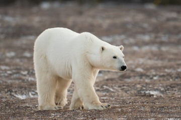 Polar bear walking towards Hudson Bay