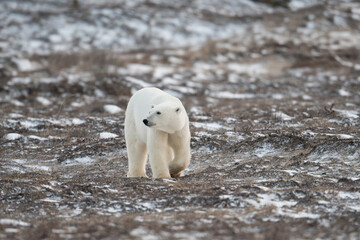 Polar bear walking towards Hudson Bay