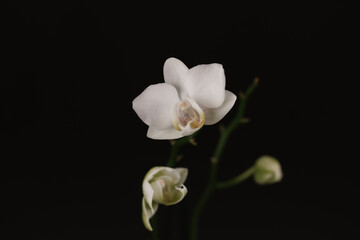 Fototapeta na wymiar Still life floral composition with white orchid flower on long stem on black background. Beautiful home floral decor Growing exotic flowers in garden.