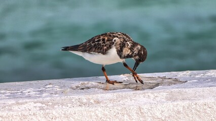 Cozumel, Mexico