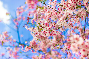 Beautiful pink cherry blossom trees sakura flowers