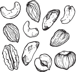 Vector set of line art nuts. Hand painted nuts collection on white background. Tasty food illustration for design, print, fabric or background.