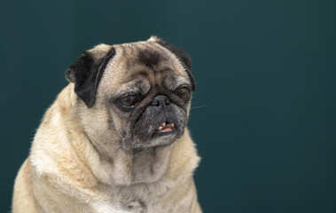 old pug portrait tna dark green background 5