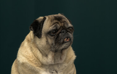 old pug portrait tna dark green background 6