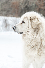 dog in snow