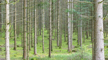 Forest without diversity. A spruce monoculture in the Black Forest lacks natural diversity....