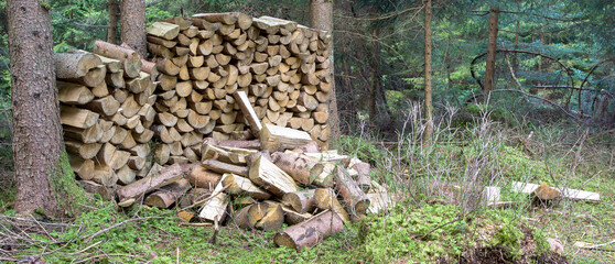 Wood - nature's gift and resource for warmth. A split pile nestled between trees, awaiting its purpose.