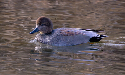 Gadwall (male) duck in water 