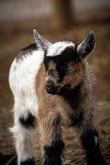 Baby goat on a farm