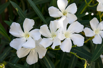 White flowers against the background of bush leaves