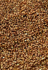 Background texture of a large pile of buckwheat. Many buckwheat grains close-up in daylight