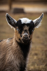 Fototapeta premium baby goat on farm