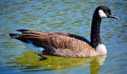 Canada goose family is a large wild goose species with a black head and neck, white patches on the face, and a brown body. 