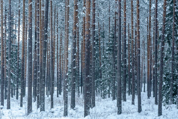 pine trunks in the forest covered with frost and snow - obrazy, fototapety, plakaty