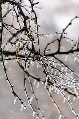 Frozen branches with icicles