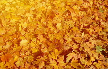Colorful backround image of fallen autumn leaves perfect for seasonal use