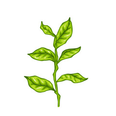 Fresh green tea leaves.Botanical element.Vector graphic.