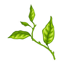 Fresh green tea leaves.Botanical element.Vector graphic.