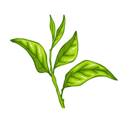 Fresh green tea leaves.Botanical element.Vector graphic.