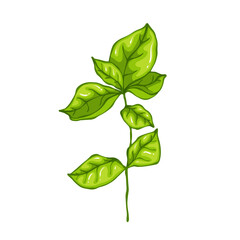 Fresh green tea leaves.Botanical element.Vector graphic.