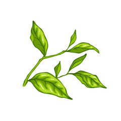Fresh green tea leaves.Botanical element.Vector graphic.