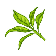 Fresh green tea leaves.Botanical element.Vector graphic.