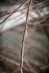 icicles on a branch