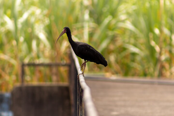 Painted Ibis on a fence in the park with green background