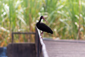 Painted Ibis on a fence in the park with green background