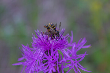 A pair of conopid flies (Conops quadrifasciatus) seen in tandem, the male clinging to the back of the female as she nectars on a thistle flower.