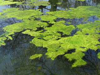 Moss on a pond