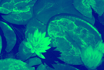 lily in pond with special effect blue and green