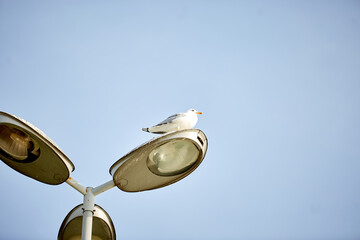 birds on the sea and on lights in turkey