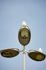 birds on the sea and on lights in turkey