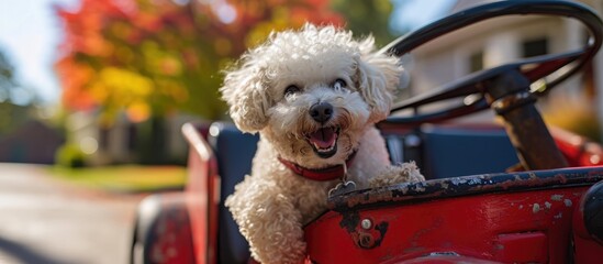 A Bichon Frise dog is happy in a Pedal car Fire Truck outside - obrazy, fototapety, plakaty